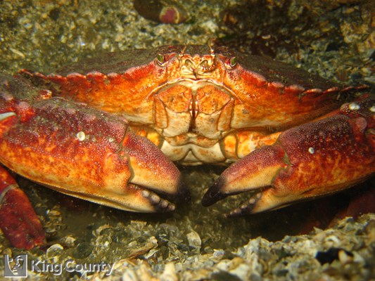 Photo of Cancer productus